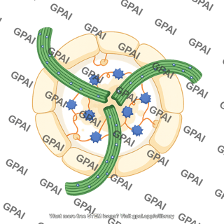Pyrenoid 759