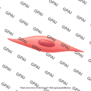 Smooth muscle cell 2