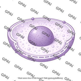 Nucleus shape 1 01