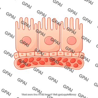 Choroid plexus epithelial cell