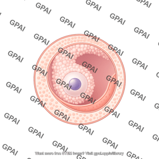 Follicle 4. mature cellular