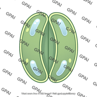 Guard cell monocot stomata closed