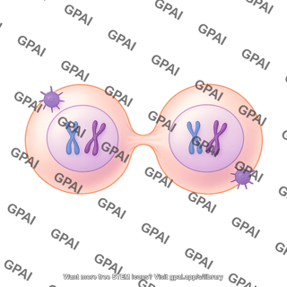 Meiosis 07. cytokinesis i a