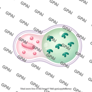 Phagolysosome