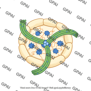 Pyrenoid