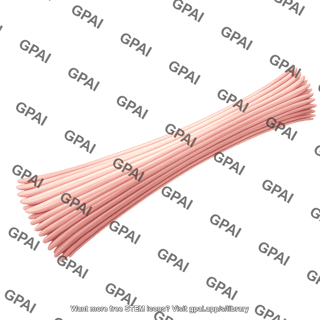 Tendon thick