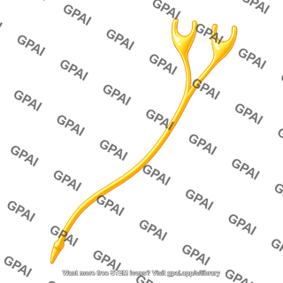 Vestibular nerve ending long type 2 curved