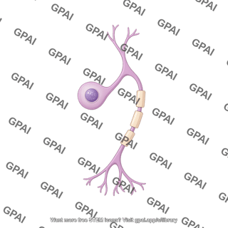 Pseudounipolar neuron sensory