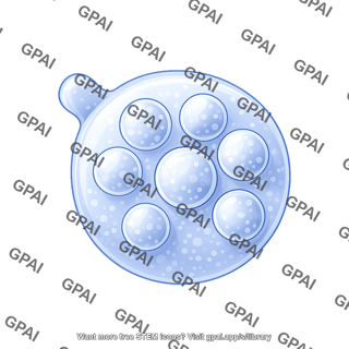 Endosome late 2