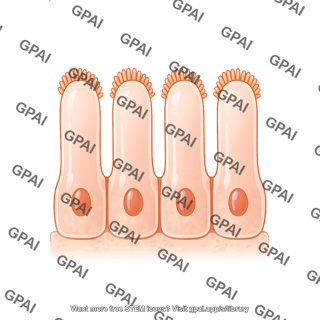 Rectum epithelium enterocytes only 297