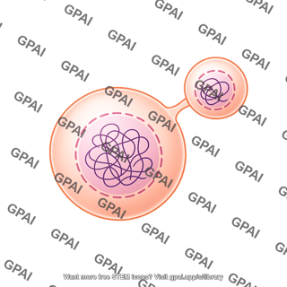 Meiosis 14 polar body