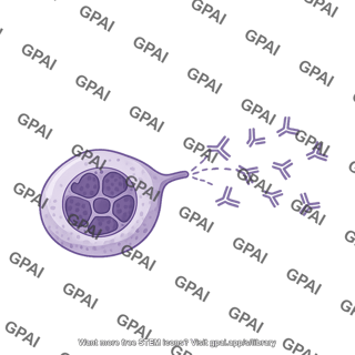 Plasma cell with antibodies 2