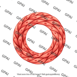 Vessel cross section muscular artery tunica media