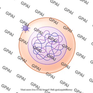 Meiosis 01. interphase