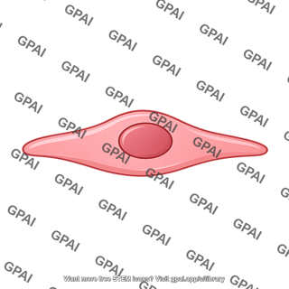 Endothelial cell 2 01