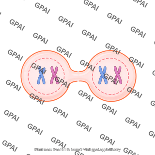 Meiosis 13. cytokinesis ii d
