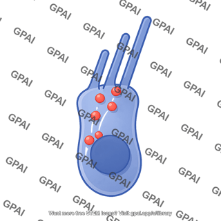 Hair cell depolarized 1