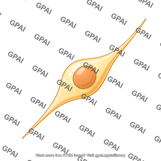 Neural progenitor cell 2