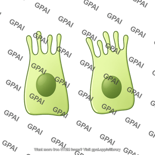 Cholangiocyte small 2