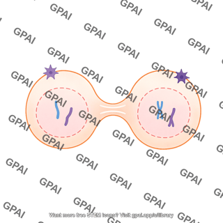 Meiosis 13 cytokinesis ii c