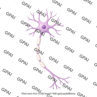 Multipolar neuron myelinated editable