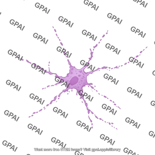 Cortical neuron cultured 3 degenerating