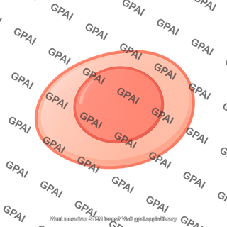 Human induced pluripotent stem cell 02