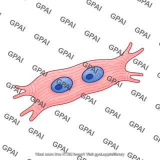 Cardiomyocyte wavy binucleated branch