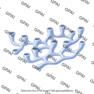 Smooth endoplasmic reticulum 3d