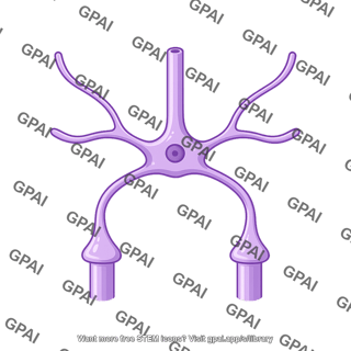 Astrocyte with end feet 2