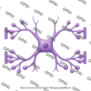 Astrocyte with end feet two sided