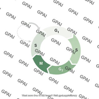 Cell cycle