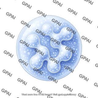 Endosome plant late 3 740