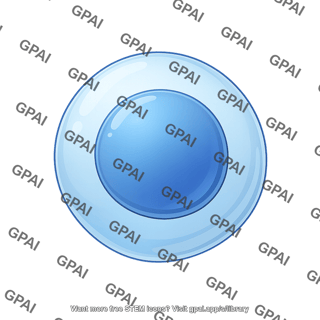 Lymphocyte b cell