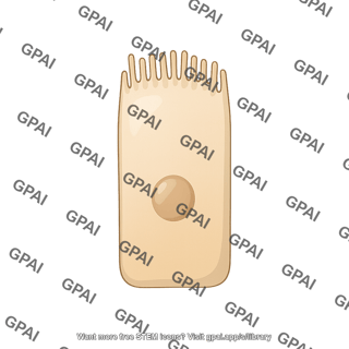 Brush cell columnar
