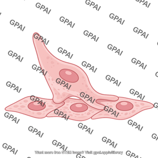 Endothelial cell active emigrating editable