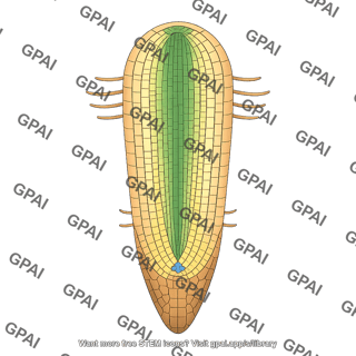 Root meristem