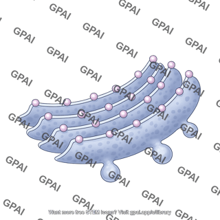Rough endoplasmic reticulum budding 2d section 1