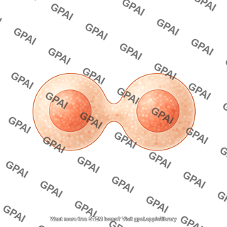 Spheroidal cell dividing symmetric