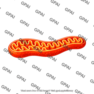 Mitochondria elongated