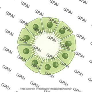 Bile duct