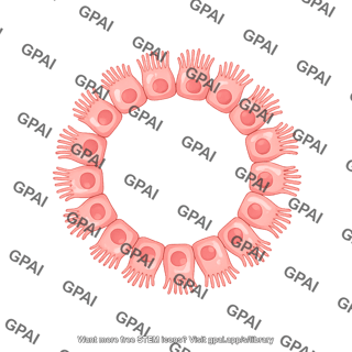 Ciliated columnar cell respiratory ring