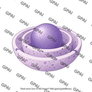 Nucleus shape 1
