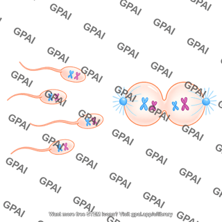 Meiosis 14 sperm