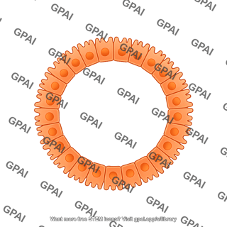 Luminal epithelium circular