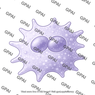 Macrophage perivascular round