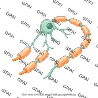 Oligodendrocyte myelinating 4