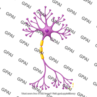 Multipolar neuron pyramidal dendritic spines med