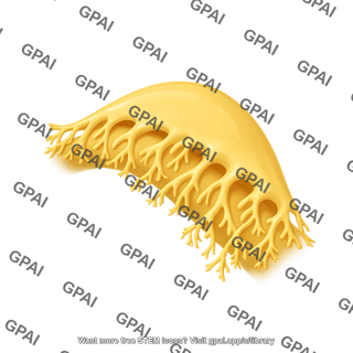 Podocyte wrapping 2 no vessel