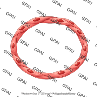 Smooth muscle cells dilated ring